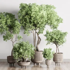 Collection indoor outdoor plant